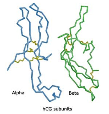Alpha wiki. Alfa and Beta hormon subunit. Beta subunit HCG 1300.
