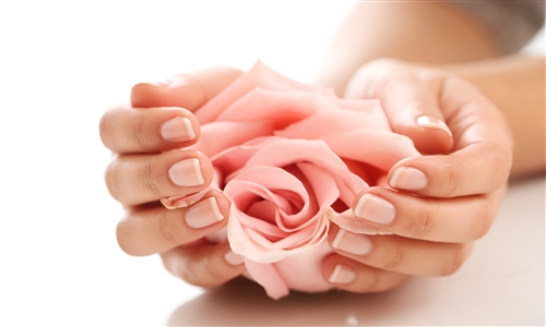 female-hands-with-pink-rose-femininity-concept-1.jpg